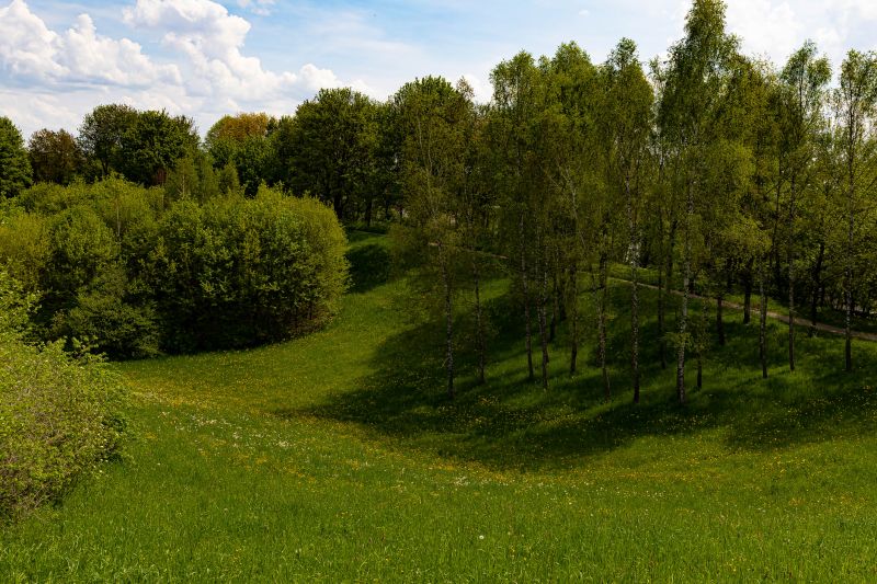 Woodland Clearing