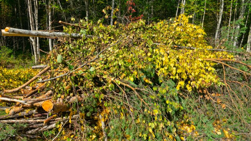 Woodland Clearing