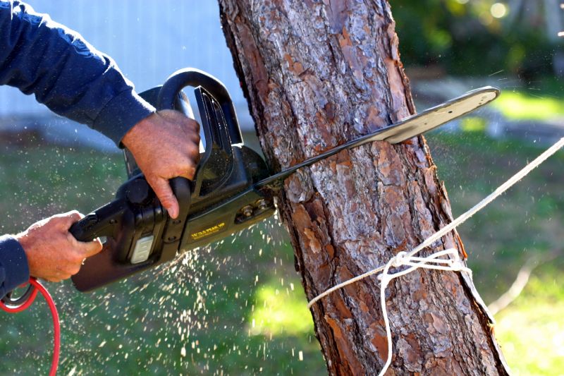 Apple Tree Removal in Allentown, PA
