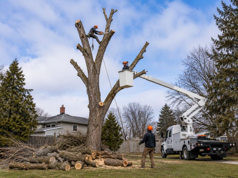 Birch Tree Removal in Doylestown, PA