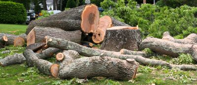 Commercial Tree Removal in Pottstown, PA