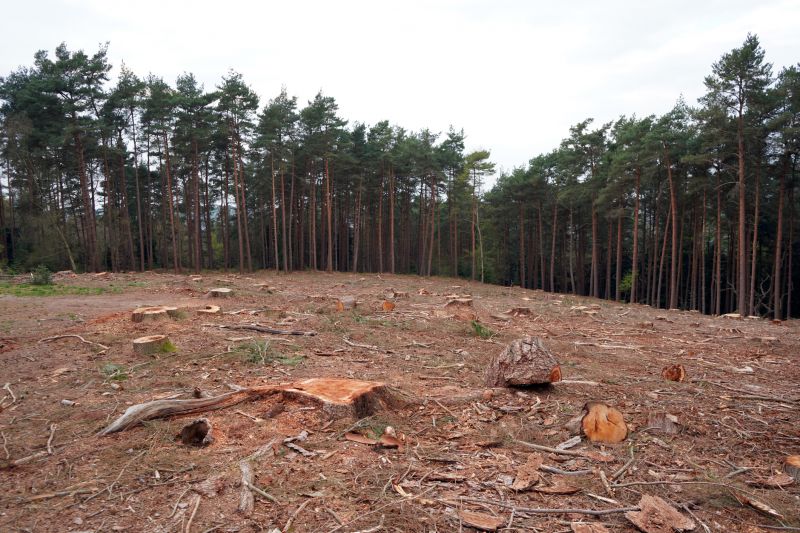 Debris Removal and Disposal