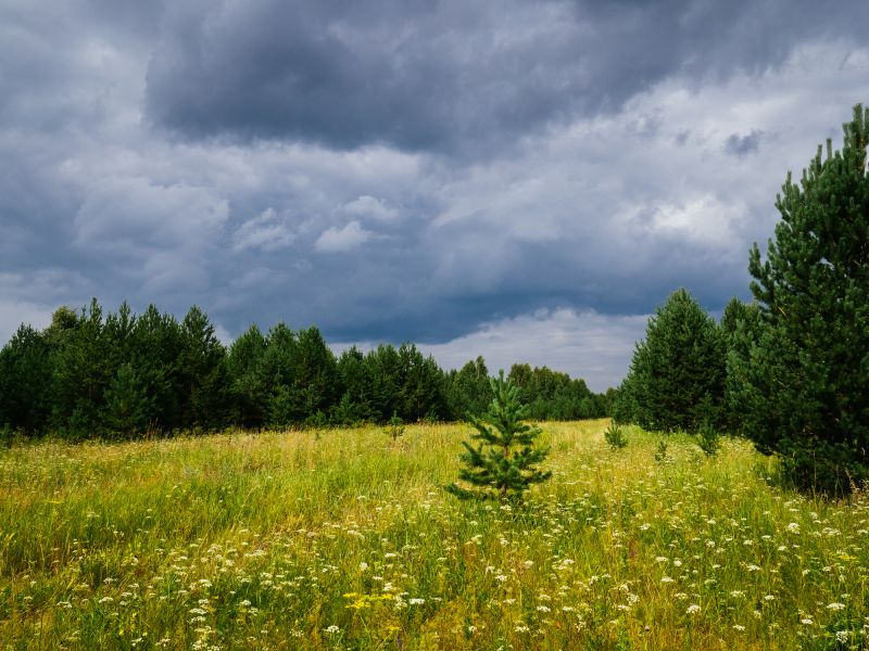 Easement Land Clearing in Utah County, UT