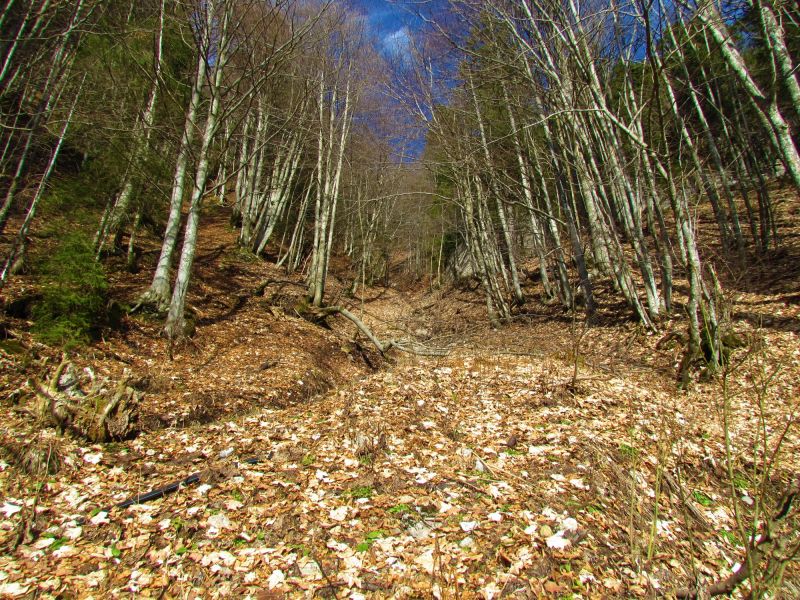 Maple Tree Removal in Reno, NV
