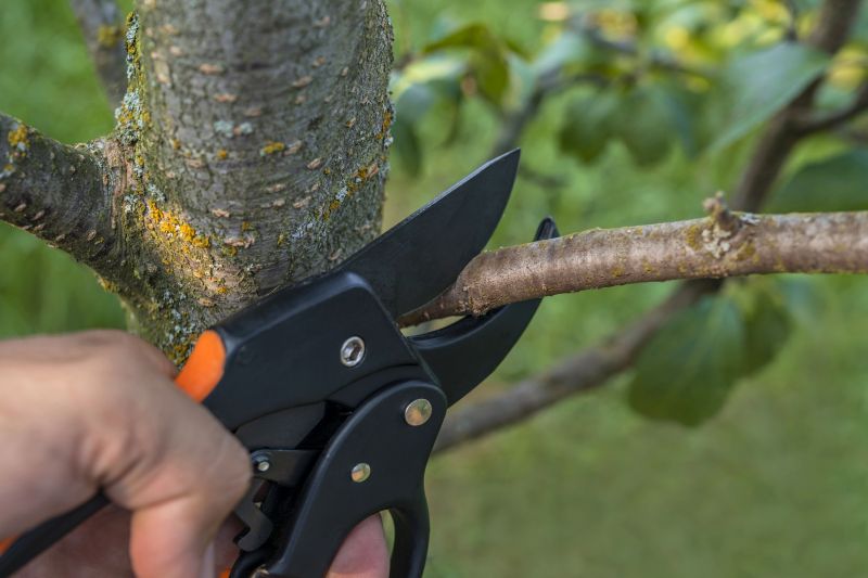 Mimosa Tree Removal in Doylestown, PA