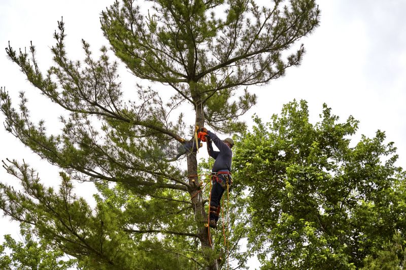 Palm Tree Removal in Pottstown, PA