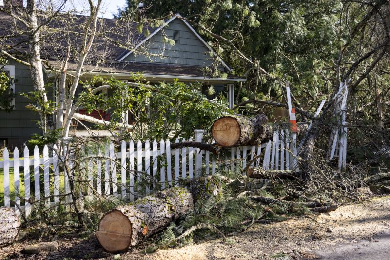 Spruce Tree Removal in Reno, NV