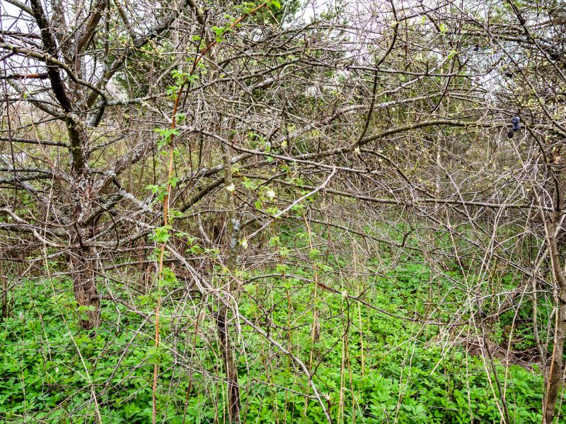 Underbrush Clearing in Utah County, UT