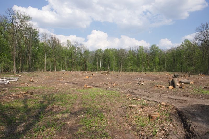Undergrowth Removal in Utah County, UT